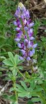 Image result for Lupinus mexicanus