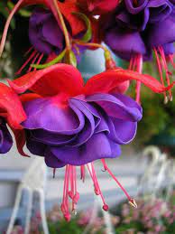 Pin On Flowers