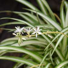 Image result for Chlorophytum silvaticum