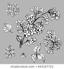 Vector Set Lilac Flower Black White Stock Vector Royalty Free 643107721 Lilac Flowers Lilac Black And White
