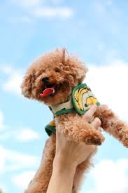In most european countries, a poodle about the size of the miniature is. Toy Poodle Pictures Download Free Images On Unsplash