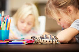 Here are facts to consider when you're wonde. Easy Pets For Kids