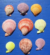 Orange lion's paw scallop shells are large deep bivalve shells often used for baking and come in a variety of sizes.these lion's paws have a naturally bright orange coloration. 3 Pounds 1 Gallon Colorful Pecten Nobilis Scallop Shells For Sale In Bulk