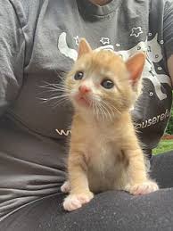 Pictures of dogs and cats who need a home. Adopt A Pet Petsmart Charities