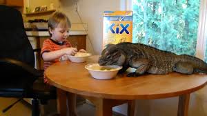 The rhinoceros iguana (cyclura cornuta) is an endangered species of iguana that is primarily found on the caribbean island of hispaniola, shared by haiti and the dominican republic. Rhino Iguana Buddy And Logan Eating Breakfast Youtube