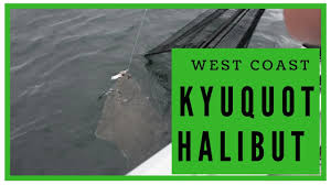 In 2013 the bc halibut regulations. Halibut Fishing Kyuquot Bc 2018 Gibbs Delta Tackle Youtube