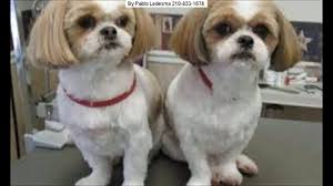 How cool dog spa mobile pet grooming works.see this video and enjoy the advantages. Fancy Dog Mobile Pet Grooming San Antonio 210 908 5449 Youtube