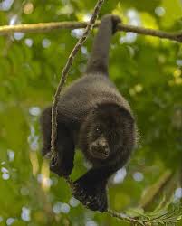 20 Animals You Didn T Know Are Going Extinct Animals Endangered Animals North American Wildlife