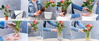 10 сорта антуриума андре и шерцера по окраске. Bare Rooted Anthurium Bakker Com