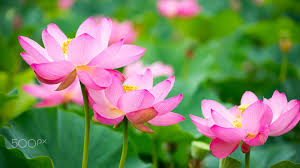 My Laptop Wallpaper I Love The Lotus For My Pc I Tried To Create A Wallpaper Of Lotus It Is A Wal Laptop Wallpaper Lotus Flower Wallpaper Lotus Wallpaper