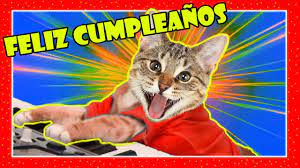 Feliz Cumpleanos 2022 Gatos Maullando Gatos Maullando Numero 1 Para Felicitar Todo Risas Happy Day Youtube