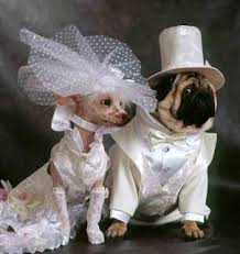 Paper Faces Gelin Damat Kopekler Cok Sirin Hayvanlar Hayvanlar Kopek