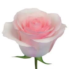 Maybe you would like to learn more about one of these? Vietnamese Arlington Texas Florist Flower Shop Funerals