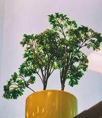 Image result for Polyscias