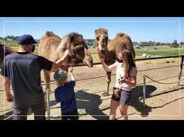 A camel dairy sells milk for lotions and soaps. Gil Riegler Youtube