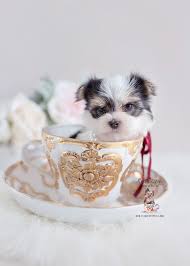 We did not find results for: South Florida Morkie Breeder Teacup Puppies Boutique