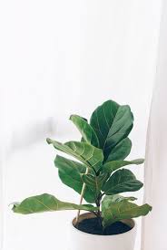 Get the best deals on new leaf flowers & floral décor. 25 Best Indoor Plants Easy Indoor Gardening Ideas