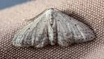 How can you get rid of clothes moths? Environment The Guardian