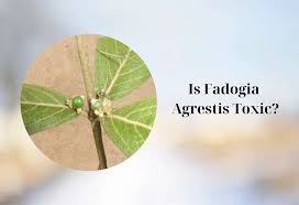Image result for Fadogia arenicola