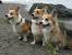 Fluffy Adorable Corgi Puppies