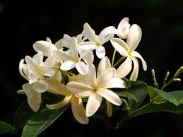 Image result for Holarrhena