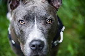 Maybe you would like to learn more about one of these? Stray Rescue Of St Louis Announces Free Adoptions During August After Receiving Donation From Raising Cane S