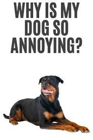 Why Is My Dog So Annoying Rottweiler Rottweiler Facts Rottweiler Puppies