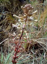 Image result for Drimia elata