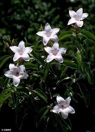 Image result for Craibia grandiflora