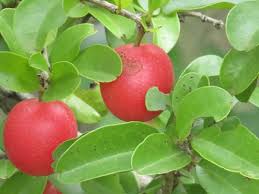 Image result for Ximenia afra