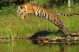 Tigers Largest Cats Beautiful Stripes Like To Swim Siberian Tiger Cat Species Animals