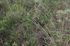 Image result for Tristachya