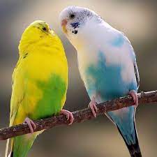 9 polytechneiou siantonas bulding shop 7. Love Birds Pet Shop Home Facebook
