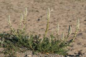 Image result for Suaeda merxmuelleri