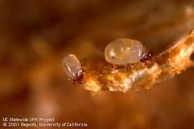 Image result for Bulbostylis microelegans