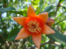 Image result for Punicaceae