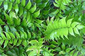Check spelling or type a new query. Cyrtomium Falcatum Japanese Holly Fern Seeds