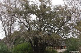 Image result for Combretum imberbe