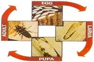 Woodworm Treatment.com | Life Cylce of Woodworm (Carpet Beetle)