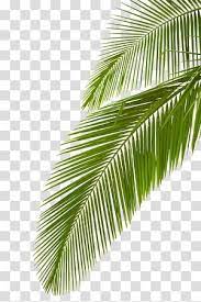Arecaceae Leaf Palm Branch Palm Leaf Palm Leaf Transparent Background Png Clipart Palm Background Autumn Leaf Color Leaf Illustration