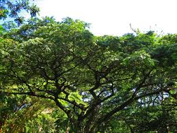 Image result for Albizia adianthifolia
