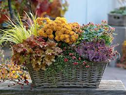 Pin Von Simone Tessari Auf Deko In 2020 Herbstdeko Fur Draussen Herbstpflanzen Alpenveilchen