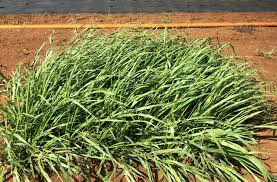 Image result for Urochloa oligotricha
