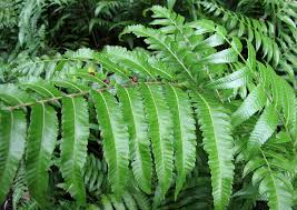 Image result for Diplazium humbertii