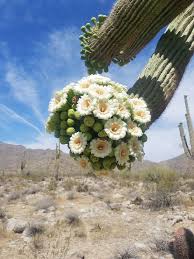 See 83 unbiased reviews of cactus rose at the doubletree, rated 4 of 5 on tripadvisor and ranked #389 of 1,938 restaurants in tucson. Pin By Mee Lee On Tucson Arizona Cactus Plants Blooming Cactus Cactus
