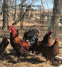 Maybe you would like to learn more about one of these? Dautobi Acres Redcap Chickens Now Accepting Orders For Spring 2021 Hatching Eggs Scroll Down For Payment Link And Important Breed Shipping And Hatching Information Redcaps Chickens Are Listed As Critical By