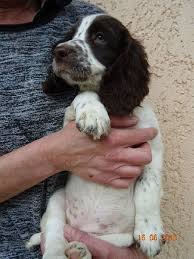 Chiot English Springer Spaniel Miss Marple Femelle Disponible En Rhone Alpes 01 Ain Toutes Les Portees L English Springer Spaniel Chiot Acheter Un Chiot