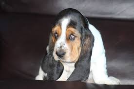 We did not find results for: Huff S Hounds Akc Basset Hound Puppies For Sale In Georgia American And European Basset Hound Puppies