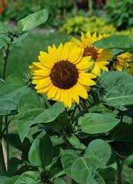 Biji bunga matahari juga dikonsumsi untuk bahan makanan ringan yang dikenal dengan sebutan kuwaci. Helianthus Annuus Wikispecies