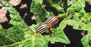 Furthermore, potato plants normally can resist infestations of the pests in the early growing season. How To Get Rid Of Potato Bugs 11 Steps To End The Infestation